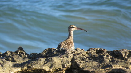 Zarapito trinador, ave limícola de pico curvo, posado sobre rocas oscuras y erosionadas, con el mar azul ondulado como fondo desenfocado.