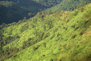 beautiful landscape of  steep grassy  hillside covered in scattered tree and grass