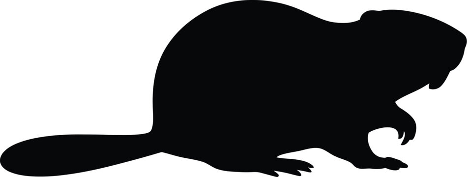 A detailed black and white vector illustration featuring a large North American beaver silhouette, isolated on a white background for easy use