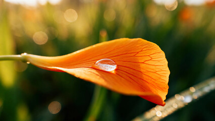 Close-up of an orange flower petal with a water droplet, illuminated by sunlight in a natural outdoor setting