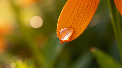 Close-up of an orange flower petal with a water droplet, illuminated by sunlight in a natural setting