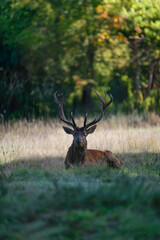 Portrait of a mature Red deer stag resting lying in a plain during the rut. Cervus elaphus, Réserve zoologique de la Haute-Touche, Azay le Ferron, Indre 36, région Centre Val de Loire, France, Europe