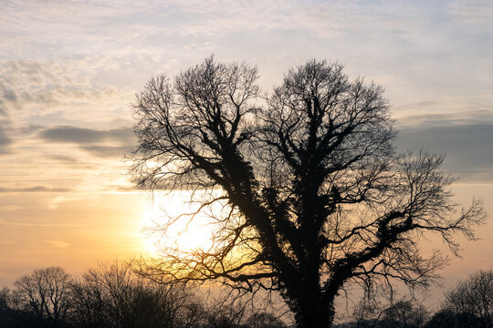 Eiche mit Kletterpfanze mit Abendhimmel.