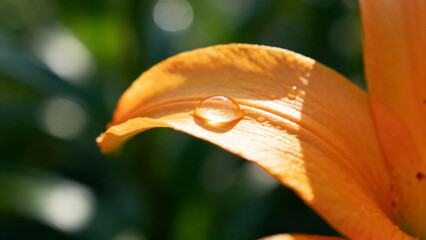 Close-up of a water droplet on an orange lily petal with blurred green background