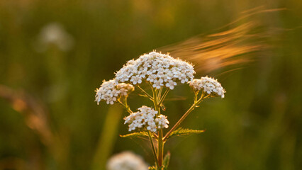 White wildflowers in a sunlit meadow with blurred grass background