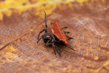 Spiny orb-weaver spider on a leaf. 