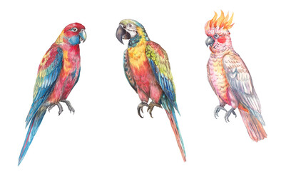 Watercolor illustration set of exotic tropical birds, including parrots. Colorful, detailed, hand-painted artwork isolated for prints and design projects.