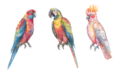 Watercolor illustration set of exotic tropical birds, including parrots. Colorful, detailed, hand-painted artwork isolated for prints and design projects.