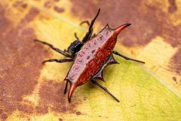 Spiny orb-weaver spider on a leaf. 