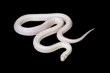 Fototapeta premium High white albino California kingsnake (Lampropeltis californiae) showing its white scales against a black background.