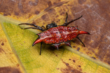 Spiny orb-weaver spider on a leaf. 