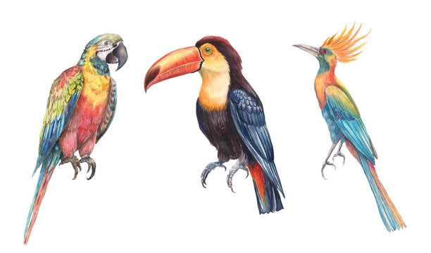 Watercolor illustration set of exotic tropical birds, including parrots, toucan, hummingbird, and crested species. Colorful, detailed, hand-painted artwork isolated for prints and design projects.