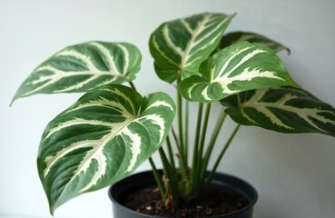 Exotic indoor plant with large variegated leaves in black pot. Green foliage with white veins of tropical houseplant. Home gardening, biophilic design for interior decoration. Natural botanical