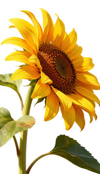 Side view of a yellow sunflower with stem and leaves isolated on transparent background