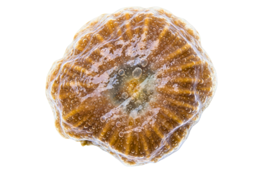 Top view of a solitary stony coral polyp with small bubbles isolated on transparent background