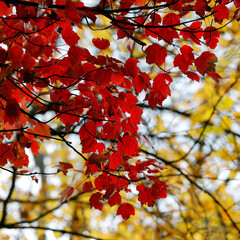 Black branches with red and yellow leaves. Minimalism, the beauty of nature in autumn.