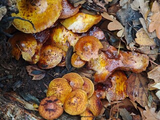 Golden orange forest mushrooms forming a dense cluster on decaying timber