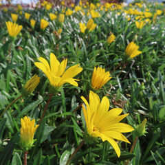 日本で秋にガザニアが黄色い花を咲かせています