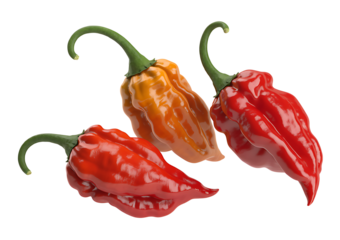 Three habanero peppers, one orange and two red, display their vibrant colors and distinct shapes against a transparent backdrop, emphasizing freshness
