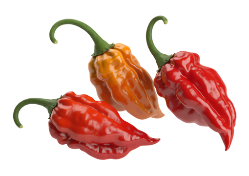 Three habanero peppers, one orange and two red, display their vibrant colors and distinct shapes against a transparent backdrop, emphasizing freshness