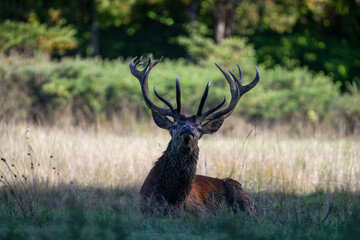Portrait of a Red deer stag on the lookout lying in the grass from the shadow in a plain at the edge of a forest during the rut. Cervus elaphus, Réserve de la Haute-Touche, Indre 36, France, Europe