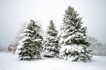 Obraz premium Three large fir trees after a heavy snowfall