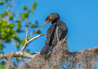 Double-crested Cormorant perched at St. Marks National Wildlife Refuge in Florida.
