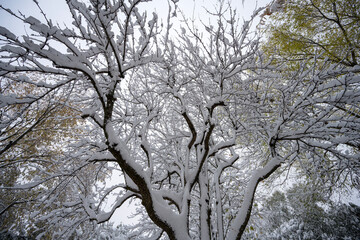 Treetops after heavy snowfall