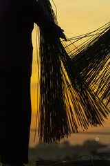 Vietnamese women pounding sedge grass at sunset in rural Vietnam