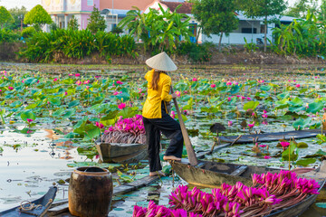 Vietnamese woman rowing a wooden boat harvesting water lilies in the Mekong Delta
