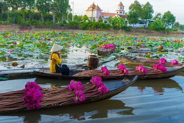 Vietnamese woman rowing a wooden boat harvesting water lilies in the Mekong Delta