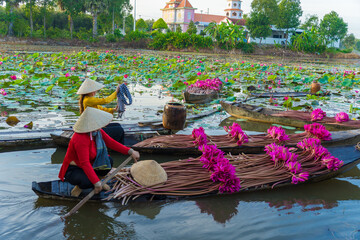 Vietnamese woman rowing a wooden boat harvesting water lilies in the Mekong Delta