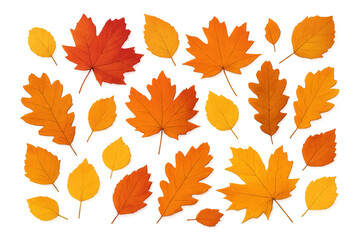 Fototapeta premium Autumn leaves falling, collection of colorful maple, oak, and birch foliage on transparent background