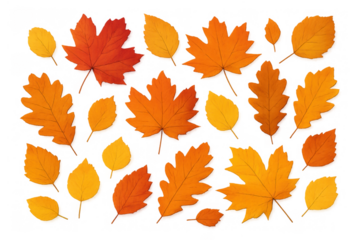 Autumn leaves falling, collection of colorful maple, oak, and birch foliage on transparent background
