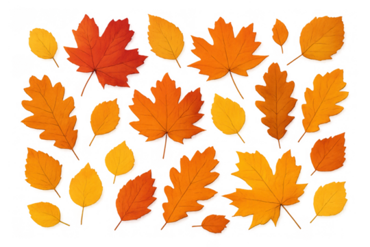 Autumn leaves falling, collection of colorful maple, oak, and birch foliage on transparent background