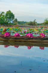 Red water lilies on a wooden boat in the Mekong Delta, Vietnam