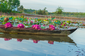 Red water lilies on a wooden boat in the Mekong Delta, Vietnam