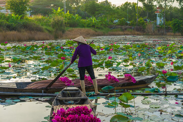 Vietnamese woman rowing a wooden boat harvesting water lilies in the Mekong Delta