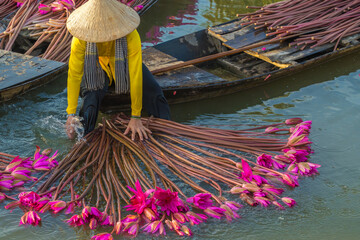 Vietnamese woman rowing a wooden boat harvesting water lilies in the Mekong Delta
