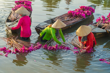 Vietnamese woman rowing a wooden boat harvesting water lilies in the Mekong Delta