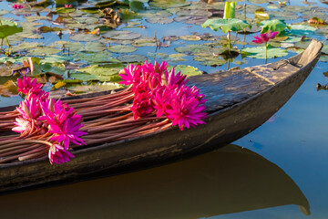 Red water lilies on a wooden boat in the Mekong Delta, Vietnam