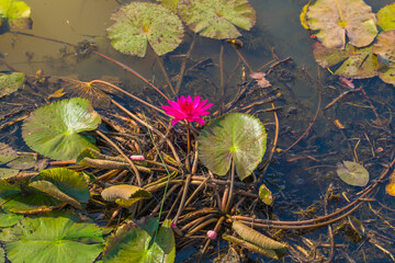 Red water lilies on a wooden boat in the Mekong Delta, Vietnam