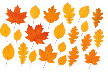 Autumn tree leaves falling, colorful maple and oak foliage representing nature, seasons, and fall harvest on transparent background