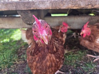 Funny close-up portrait of a brown hen looking directly at the camera under a wooden shelter; curious farm animal, free-range poultry, perspective from the ground, organic farming.