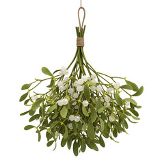 Hanging mistletoe bunch, isolated on transparent background ultrarealistic