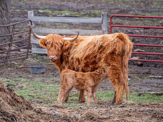 Long-haired cow and her calf nursing at a farm in the Driftless Area, Wisconsin, showcasing rural life and farm animals.
