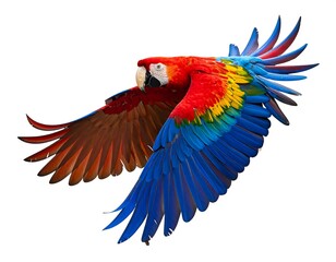 Obraz premium A vibrant, colorful parrot takes flight, its wings outstretched against a plain white background, showcasing its plumage