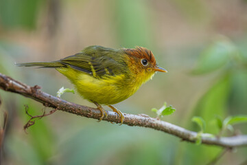 Yellow-breasted Warbler perched on a branch
