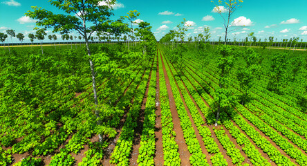 saplings arranged in symmetrical rows in a tree nursery, aerial drone shot, climate restoration theme
