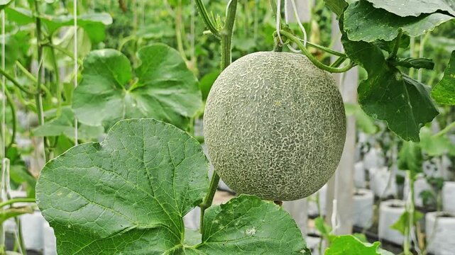 Fresh melon fruit